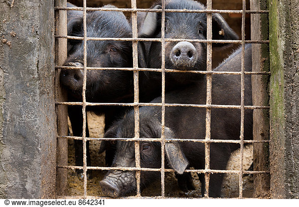 Zuchtschweine  Yuanyang  China