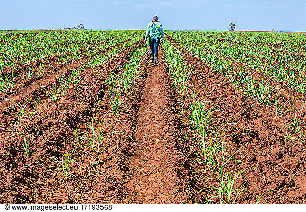 Zuckerrohranbau als Teil der Biokraftstoffproduktion in Brasilien