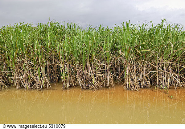 Zuckerrohrplantage nach starken Regenfällen  Highway 44  Cairns  Queensland  Australien