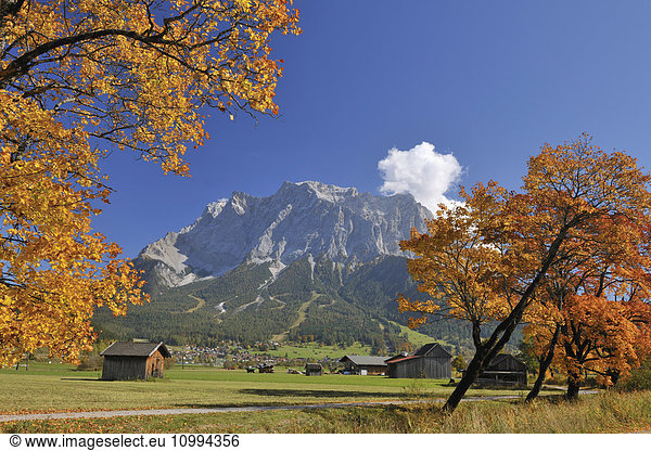 Zugspitze Mountain Range and Maple Trees in Autumn  Lermoos  Tyrol  Alps  Austria