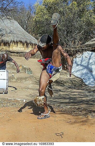Zulu-Tänzer in traditioneller Kleidung tanzen den Ingoma-Krieger-Tanz. Dorf Creda Mutwa  Südafrika