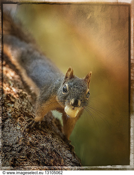 Zusammengesetztes Bild eines Douglas-Eichhörnchens auf einem Baumstamm mit einer Nuss im Maul