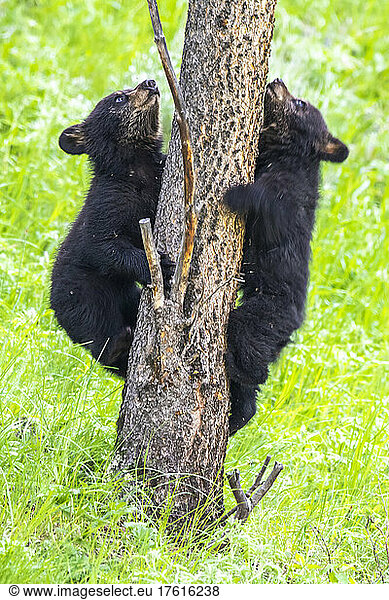 Zwei amerikanische Schwarzbärenjunge (Ursus americanus)  die lernen  gemeinsam auf eine Douglasie (Pseudotsuga menziesii) im Yellowstone-Nationalpark zu klettern. Der Amerikanische Schwarzbär ist eine von acht Bärenarten auf der Welt und eine von drei auf dem nordamerikanischen Kontinent; Wyoming  Vereinigte Staaten von Amerika