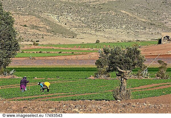Zwei Arbeiter auf einem Salatfeld mit Olivenbaum  Andalusien  Spanien  Europa