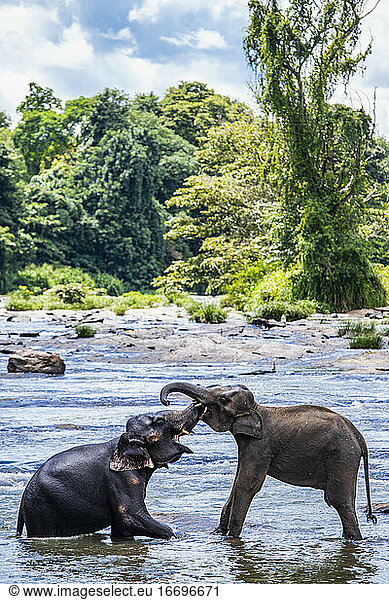 zwei asiatische Elefanten  die sich im Aninmal-Schutzgebiet in Pinnawala treffen