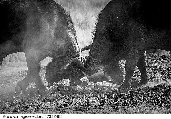 Zwei Büffel  Syncerus caffer  kämpfen gegeneinander  Staub in der Luft