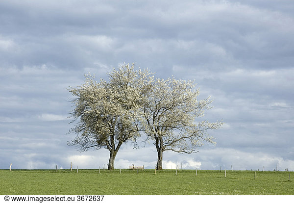 Zwei Bäume im Frühling vor dunklen Regenwolken