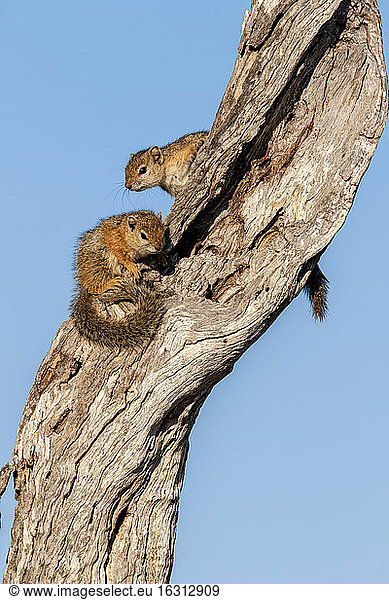 Zwei Baumhörnchen  Paraxerus cepapi  sitzen gemeinsam auf einem Baumstamm vor dem Hintergrund des blauen Himmels.
