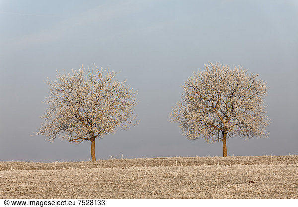 Zwei bereifte Bäume im Winter  Puy de Dome  Auvergne  Frankreich  Europa