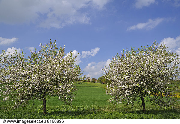 Zwei blühende Apfelbäume (Malus domesticus) auf einer Wiese