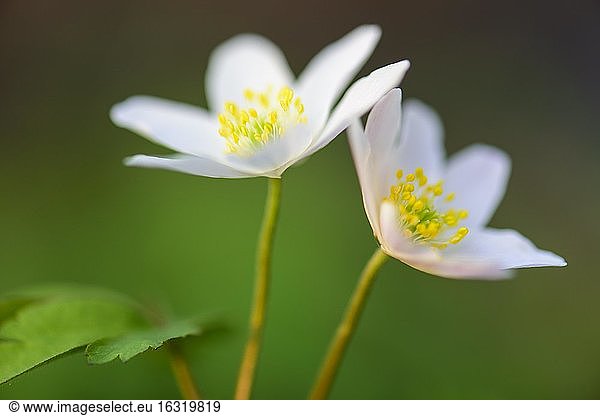 Zwei Blüten des Buschwindröschen (Anemone nemorosa)  Vechta  Niedersachsen  Deutschland  Europa