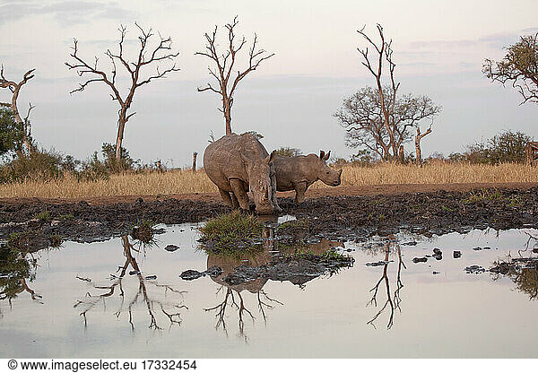 Zwei Breitmaulnashörner  Ceratotherium simum  stehen am Rande eines Wasserlochs