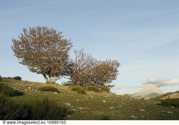 Zwei Buchen  eine Weide und der Gipfel des EspigUete im Herbst bei Sonnenuntergang  Prioro  Regionalpark Picos de Europa  Provinz León  Region Castilla y Leon  Spanien