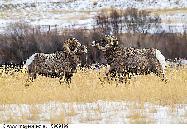 Zwei Dickhornschafböcke (Ovis canadensis) stehen sich während der Brunftzeit in der Nähe des Yellowstone-Nationalparks gegenüber; Montana  Vereinigte Staaten von Amerika