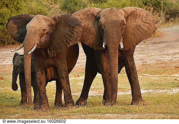 Zwei Elefanten (Loxodonta africana) mit Jungtier stehen da mit weit gespreizten Ohren  Chobe Nationalpark  Botswana  Afrika