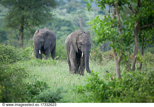 Zwei Elefanten  Loxodonta Africana  spazieren durch Grünanlagen