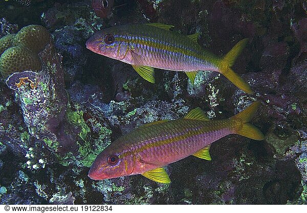 Zwei Exemplare von Gelbflossenbarbe (Mulloidichthys vanicolensis)  Tauchplatz Hausriff  Mangrove Bay  El Quesir  Ägypten  Rotes Meer  Afrika