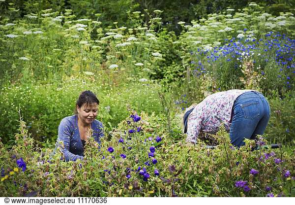 Zwei Frauen arbeiten in einem Blumenbeet und schneiden Pflanzen.