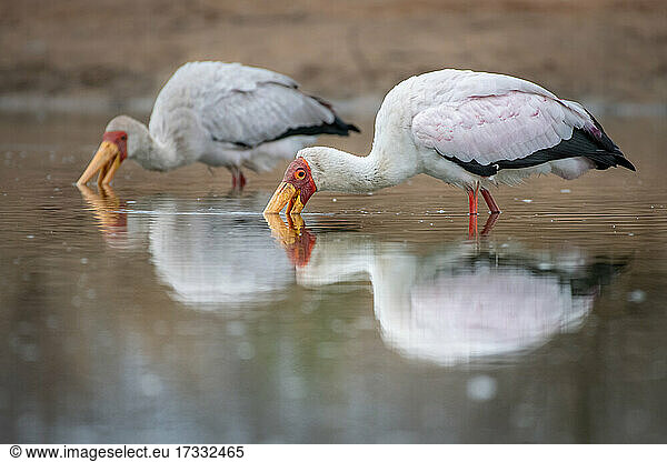 Zwei Gelbschnabelstörche  Mycteria ibis  fischen nach Fröschen