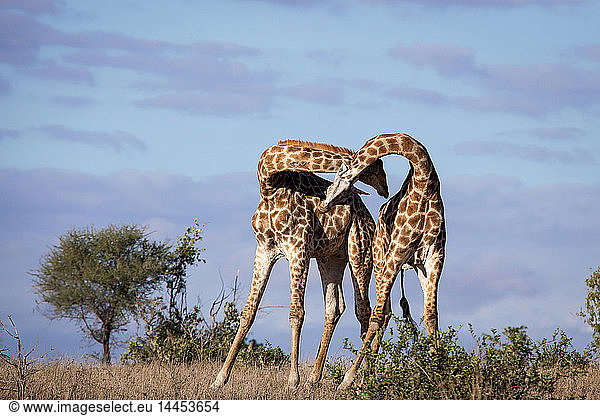 Zwei Giraffen  Giraffa camelopardalis  sich gegenseitig neckend  blauer Himmel Hintergrund