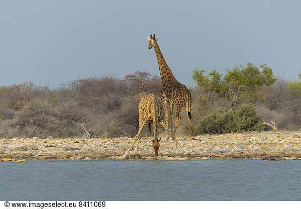Zwei Giraffen (Giraffa camelopardis) beim Trinken  Wasserstelle Klein-Namutoni  Etosha-Nationalpark  Namibia