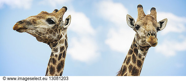 Zwei Giraffen stehen zusammen