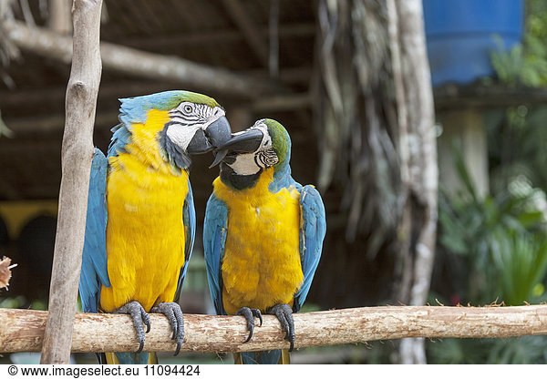 Zwei Gold- und Blauaras (Ara ararauna) bei der Paarung mit Liebeskuss  Orinoco-Delta  Venezuela