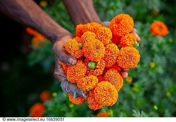Zwei Handvoll orangefarbener Ringelblumenblüten beim Ausstellen. Ein Blumenzüchter sammelt Ringelblumenblüten.