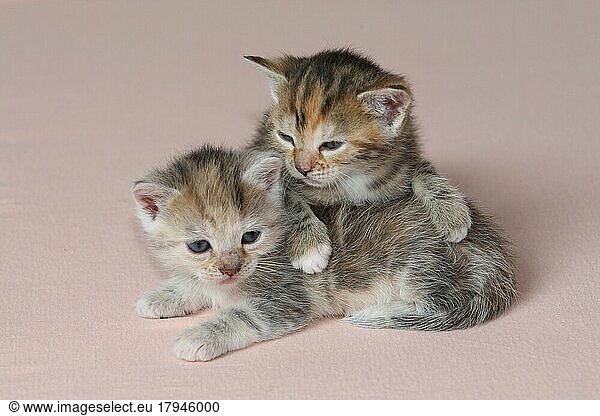 Zwei junge Hauskatzen