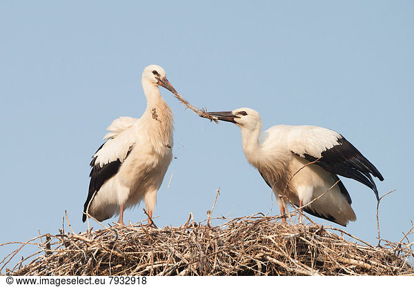 Zwei junge Weißstörche (Ciconia ciconia) auf dem Nest streiten um eine Feder