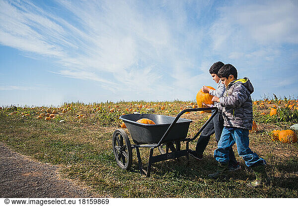 Zwei Jungen packen im Herbst Kürbisse im Kürbisfeld in einen Wagen.
