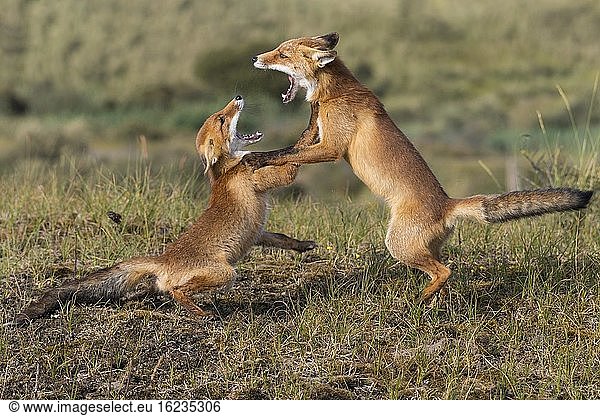 Zwei kämpfende Rotfüchse (Vulpes vulpes) mit weit aufgerissenem Maul  Provinz Nordholland  Zandvoort  Niederlande  Europa