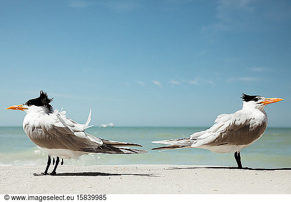 zwei königsschwalben an einem windigen strand in florida einander abgewandt