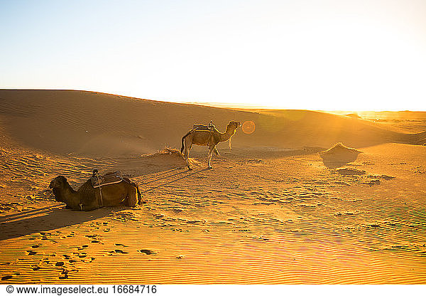 Zwei Kamele in der Morgendämmerung  die in der Wüste Erg Chebby auf Touristen warten