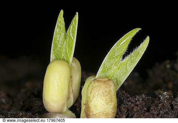 Zwei keimende Mungobohnen (Vigna radiata)  Studiofotografie mit schwarzem Hintergrund