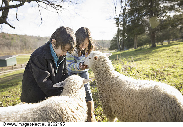 Zwei Kinder in einem Tierheim  auf einer Koppel  die zwei Schafe füttert.