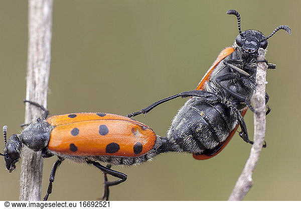 Zwei kleine rote Marienkäfer  die sich auf akrobatische Weise in zwei Zweigen lieben