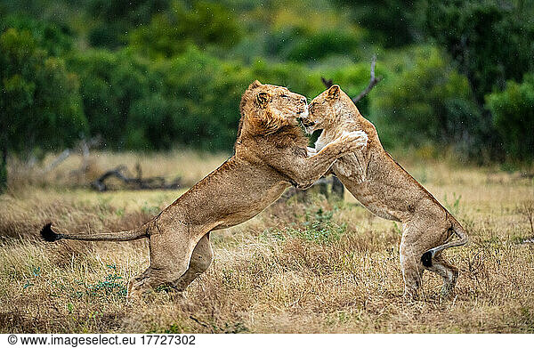 Zwei Löwen  Panthera leo  kämpfen gegeneinander