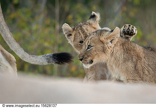 Zwei Löwenbabys  Panthera leo  spielen zusammen  während sie ihrer Mutter folgen