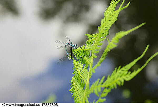 Zwei Libellen paaren sich auf einem grünen Zweig