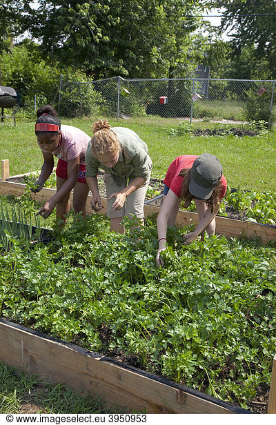 Zwei Mädchen pflegen einen Garten mit Hilfe einer Aufsicht  in einem Programm namens Growing Healthy Kids für Kinder im Alter von 5-11 Jahren  in einem Earthworks Urban Garden Garten  in dem Nahrung für die Capuchin Soup Kitchen Suppenküche angebaut wird  Detroit  Michigan  USA