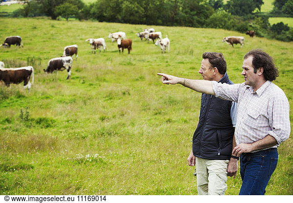 Zwei Männer und eine Herde englischer Longhorn-Rinder auf einer Weide.