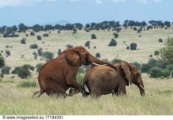 Zwei männliche afrikanische Elefanten (Loxodonta africana)  die homosexuelles Verhalten zeigen  Tsavo  Kenia  Ostafrika  Afrika