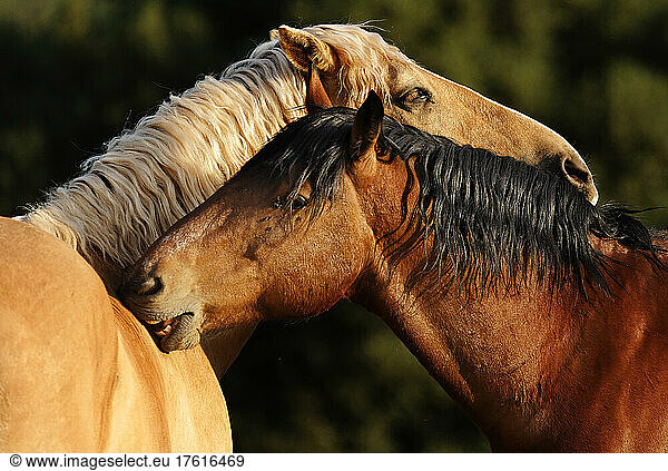 Zwei Mustangs striegeln sich gegenseitig  ein übliches Verhalten bei Wildpferden; Shingletown  Kalifornien  Vereinigte Staaten von Amerika