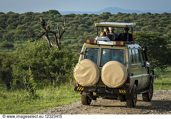 Zwei Raubadler (Aquila rapax) sitzen hinter einem Touristenjeep Tarangire-Nationalpark; Tansania