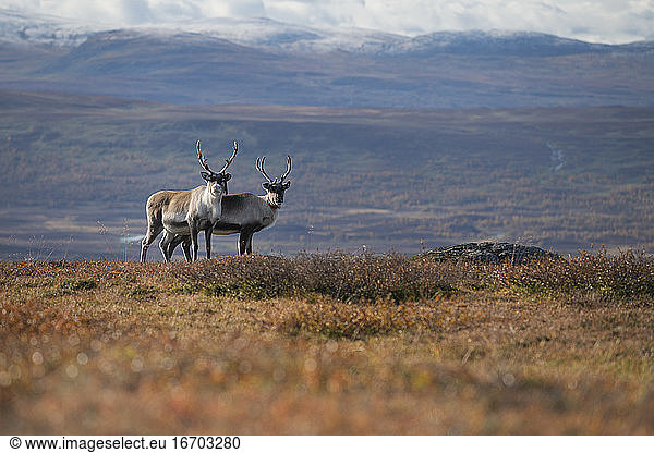 Zwei Rentiere schauen in die Kamera in einer herbstlichen Berglandschaft am Kungsleden Trail  Lappland  Schweden