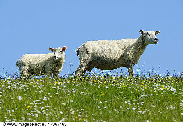 Zwei Schafe auf einer Sommerwiese