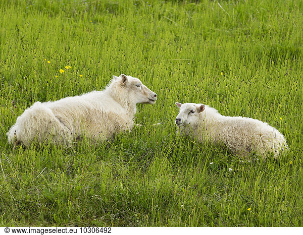 Zwei Schafe mit dickem Vlies liegen auf einer Graswiese.