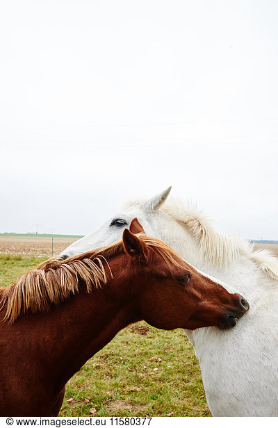 Zwei sich gegenüberliegende Pferde kratzen sich am Hals