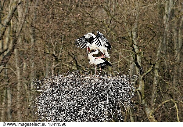 Zwei Störche im Nest bei der Paarung. Philippsburg  Baden-Württemberg  Deutschland  Europa
